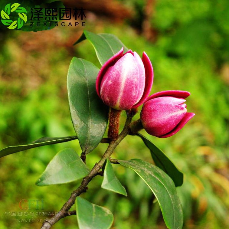 供應(yīng)澤熙**紫花含笑樹苗綠化工程苗批發(fā)