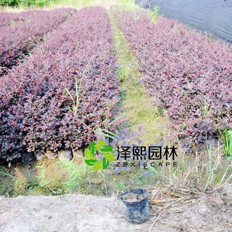 供應紅花繼木樹苗綠化工程苗木批發