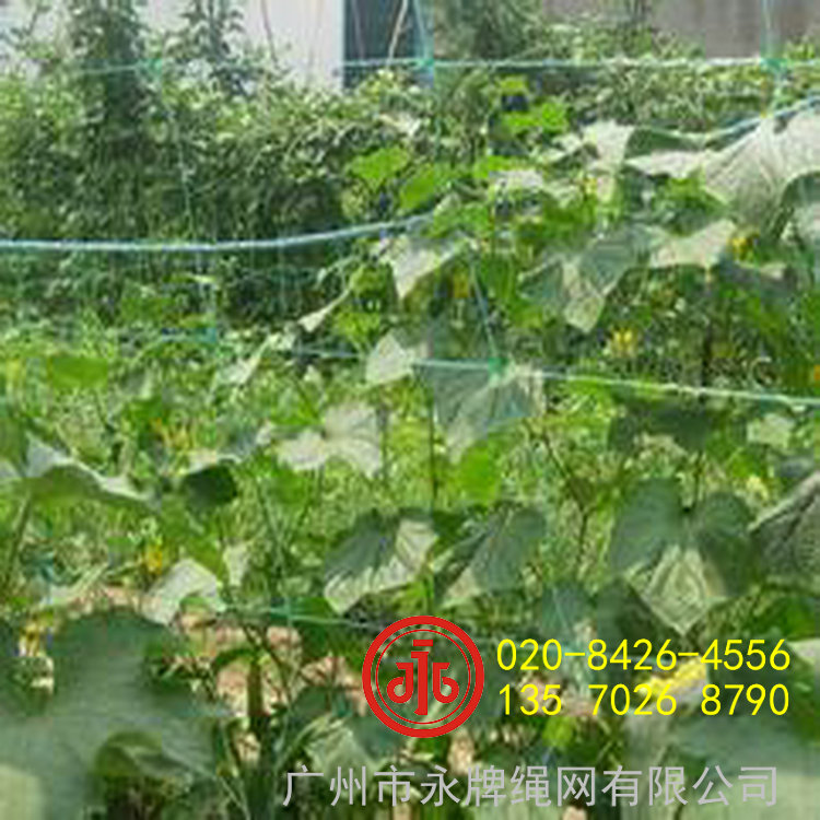 農業(yè)生態(tài)種殖場瓜果爬藤網
