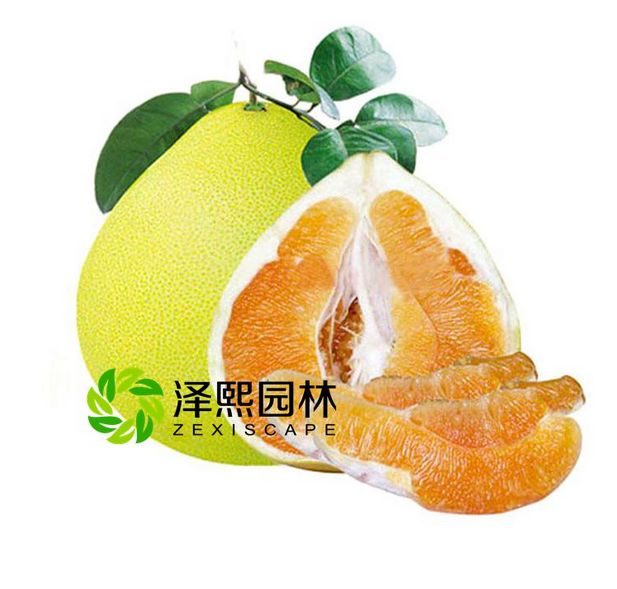 供應(yīng)澤熙黃金蜜柚桔苗柚苗果苗批發(fā)