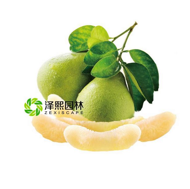 供應(yīng)澤熙白心蜜柚桔苗果苗嫁接果樹苗批發(fā)