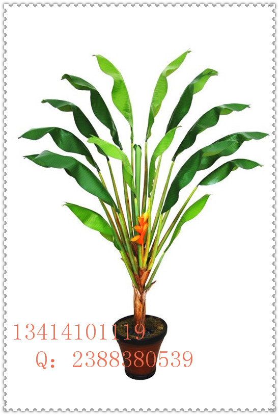 供應(yīng)風(fēng)景區(qū)、展館植物裝飾擺設(shè)** 仿真植物仿真芭蕉樹(shù)