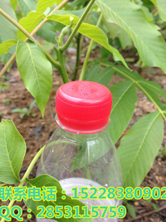 供應(yīng)安順漾濞核桃苗，安順漾濞核桃苗價(jià)格，安順漾濞核桃苗批發(fā)