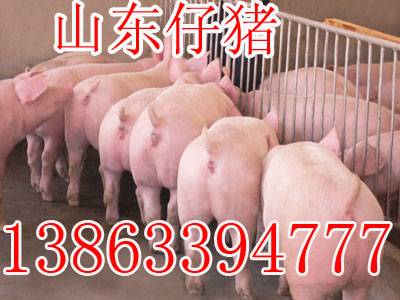 山東仔豬批發多少錢