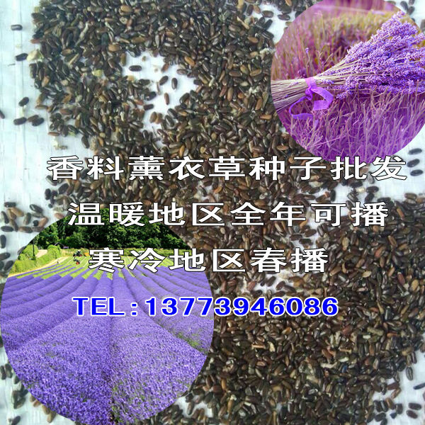 包郵薰衣草花種世界香草之后薰衣草花種子多年生耐寒花卉**花草