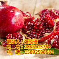 供應(yīng)雅安石榴苗價(jià)格，雅安石榴苗產(chǎn)量，雅安石榴苗種植