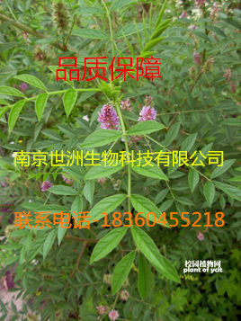 *大量现货直供,化妆品原料，羟基积雪草苷