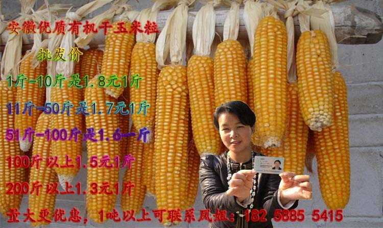 供應(yīng)**農(nóng)家玉米粒，飼養(yǎng)家禽牲畜，釀酒，打窩，玉米籽100斤以上1.2元1斤