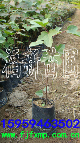供應(yīng)楓香袋苗 楓香容器苗 楓香杯苗