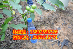供應川早核桃苗，雙橋招投標*苗木是川早核桃苗