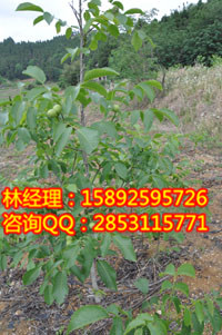 供應川早核桃苗，萬盛川早核桃苗點種，萬盛川早核桃苗點種要求