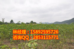 供應川早核桃苗，雙橋川早核桃苗怎樣嫁接效果好