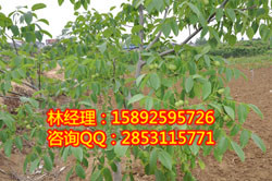 供應川早核桃苗，渝中較好吃的川早核桃苗果子