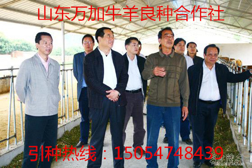 純種黃牛,小黃牛價格,黃牛價格,小牛批發價格