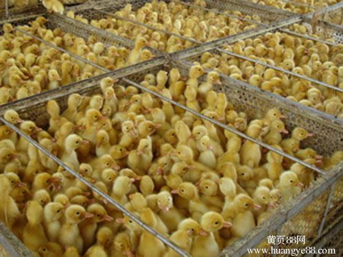 供應大種鵝苗