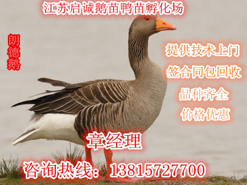 供應(yīng)鵝苗丨如何養(yǎng)鵝丨養(yǎng)鵝成本要多少