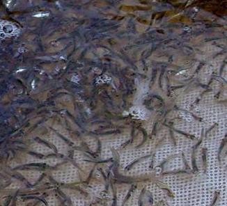 **鯉魚苗哪里有供應(yīng)_山西鯉魚苗