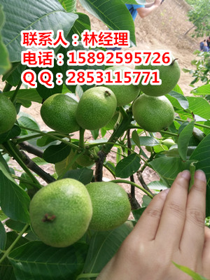 供應江津川早核桃樹苗，江津川早2號核桃苗，江津川早2號核桃特性