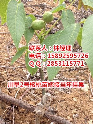 供應重慶核桃苗新品種，川早2號核桃苗嫁接當年掛果