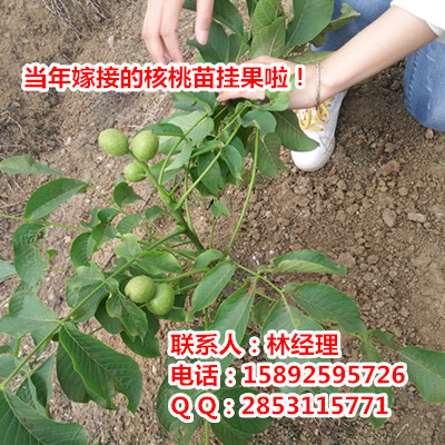 供應(yīng)綦江薄殼核桃新品種，綦江川早核桃樹苗，綦江川2號(hào)核桃樹苗