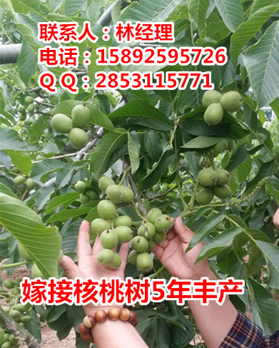 供應綦江川早核桃苗幾年掛果，綦江川早2號核桃苗產量