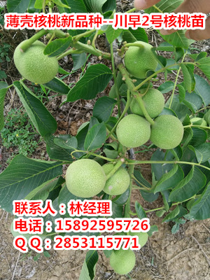 供應合川核桃苗新品種，川早2號核桃苗嫁接當年掛果