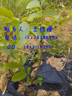 供應(yīng)敘永8518核桃苗，敘永8518核桃苗、9818核桃苗批發(fā)