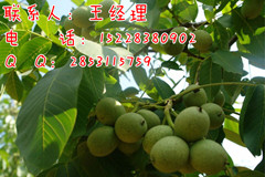 供應(yīng)重慶良種嫁接核桃苗/重慶良種嫁接核桃苗價(jià)格