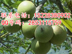 貴州省嫁接良種核桃苗，嫁接核桃苗批發，嫁接核桃苗基地