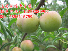 供應開陽縣李子苗 良種嫁接李子苗