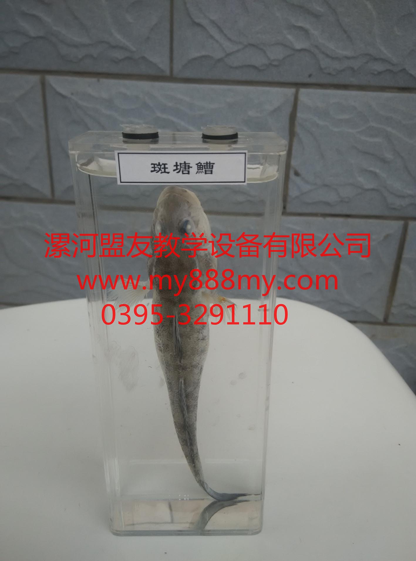 供應動物浸制標本-圖為斑塘鰽浸制標本