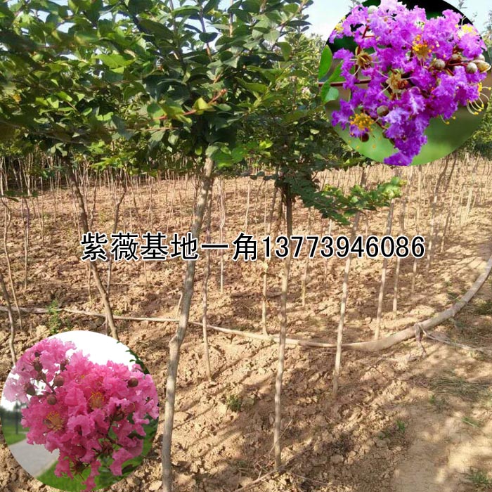 **全國的觀花小喬木紫薇一公分粗蘇北紫薇基地大量出售易活耐寒