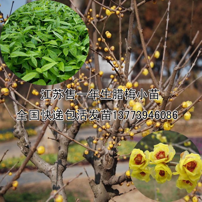 什么時候移植臘梅較合適什么時候買臘梅小苗較*速找江蘇何女士