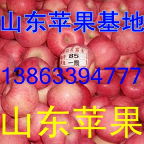 山東哪里紅富士蘋果好吃/價格*