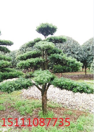 供應羅漢松 羅漢松價格 造型羅漢松價格 湖南批發羅漢松價格 羅漢松種植基地價格 造型枝術
