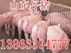 山東仔豬繁育基地仔豬批發(fā)價(jià)格