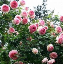 供應苗木基地**品種月季苗月季花苗