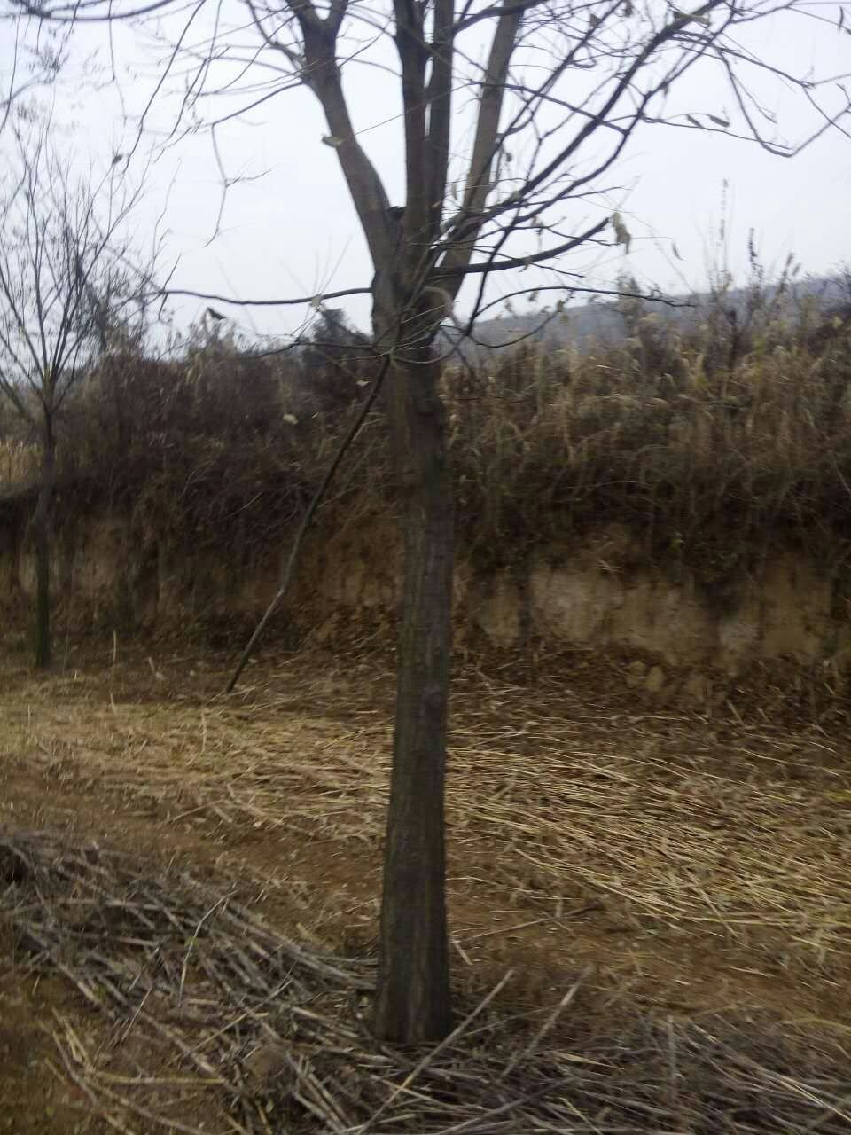供應(yīng)國(guó)槐樹國(guó)槐苗基地