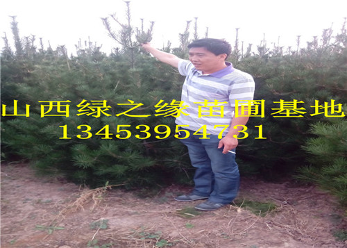 供應2米白皮松 2.5,米白皮松