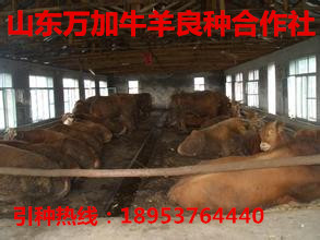 肉牛犢市場養殖技術肉牛行情肉牛的飼養肉牛的價格