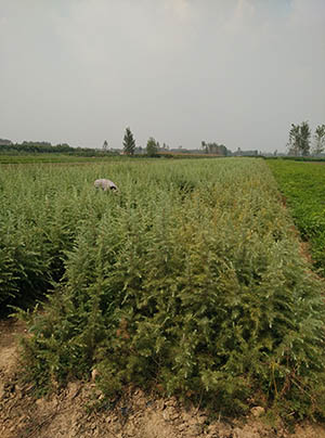 雪松小苗種植哪家好
