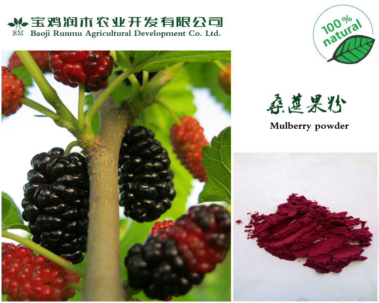 寶雞潤木 供應 桑葚果粉 桑葚果汁粉