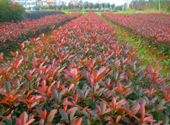 紅葉石楠批發