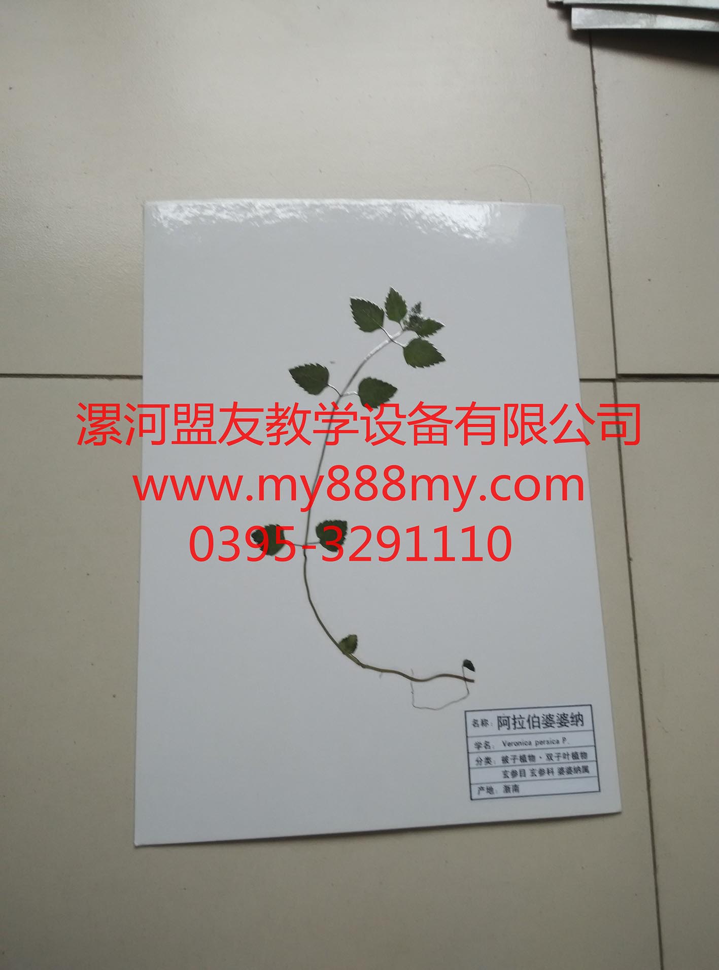 供應覆膜標本-圖為阿拉伯婆婆納覆膜標本