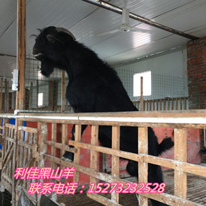廠家供應湖南黑山羊-**黑山羊市場價格情況