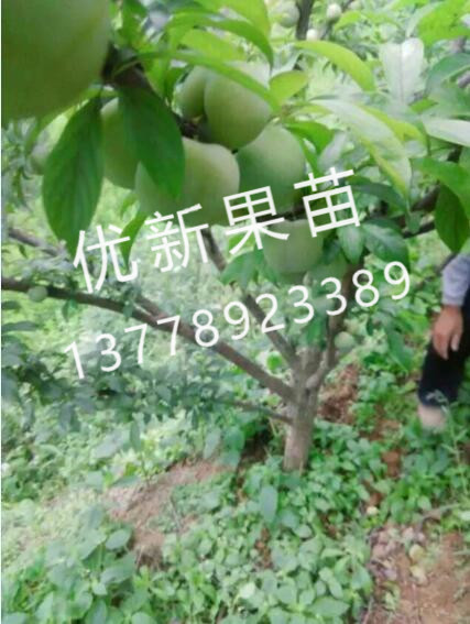 優新果苗繁育場/四川茵紅李/遂寧茵紅李