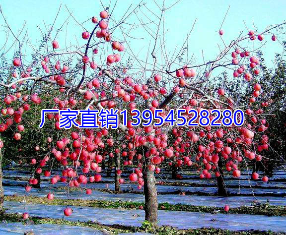 驅鳥彩帶批發 煙臺福禮彩帶廠 重慶驅鳥彩帶 臨沂驅鳥彩帶