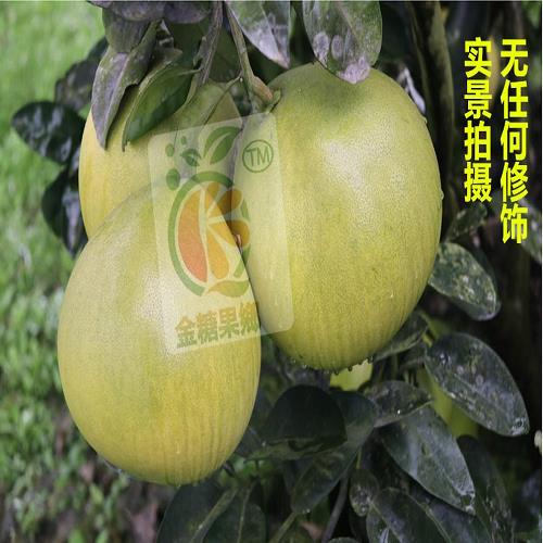 蒲江紅心蜜柚 四川丑橘耙耙柑批發 四川金糖果香農業發展有限公司