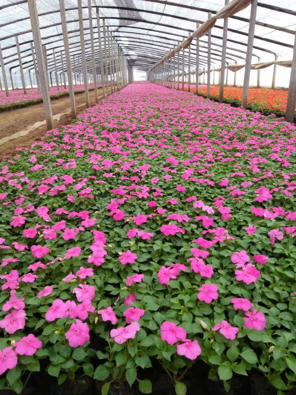【花世界】風(fēng)仙種植基地+風(fēng)仙批發(fā)價(jià)格+風(fēng)仙出售+孫平