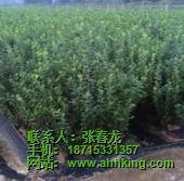 安徽徽王農(nóng)業(yè)有限公司/蕪湖藍(lán)莓果干/蕪湖藍(lán)莓果干哪家好
